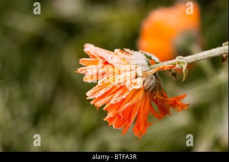 Calendula officinalis, Pot Marigold, fleurs en gel Banque D'Images