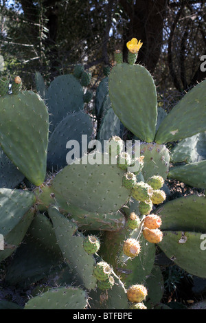 Cactus (Opuntia Robusta) Banque D'Images