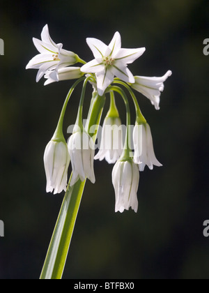 L'Allium triquetrum Banque D'Images