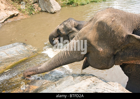 Les éléphants jouent dans l'eau jaillissante à cascade. Banque D'Images