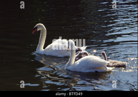 Paire de cygnes tuberculés Cygnus olor avec cygnets sur la rivière Thames, Royaume-Uni Banque D'Images