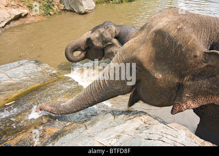 Les éléphants jouent dans l'eau jaillissante à cascade. Banque D'Images