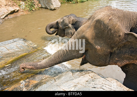 Les éléphants jouent dans l'eau jaillissante à cascade. Banque D'Images