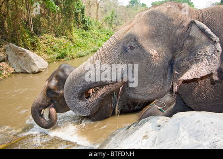 Les éléphants jouent dans l'eau jaillissante à cascade. Banque D'Images