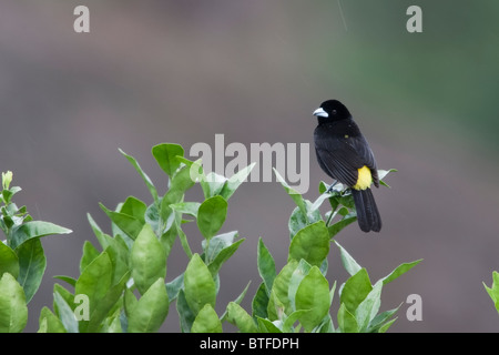 Tangara à croupion de flamme (Ramphocelus icteronotus flammigerus) mâle. Banque D'Images