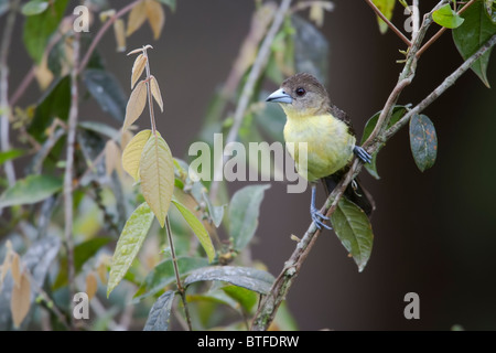 Tangara à croupion de flamme (Ramphocelus icteronotus flammigerus), femme. Banque D'Images