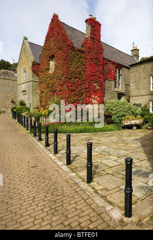 Cottage en pierre couverts de lierre dans le Peak District village de Bradfield South Yorkshire, UK Banque D'Images