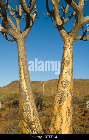 Quiver Tree Forest Le Namaqualand Northern Cape Afrique du Sud Banque D'Images