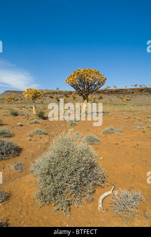 Quiver Tree Forest Le Namaqualand Northern Cape Afrique du Sud Banque D'Images