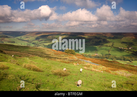 Des moutons paissant à Rosedale dans le North York Moors National Park North Yorkshire UK Banque D'Images