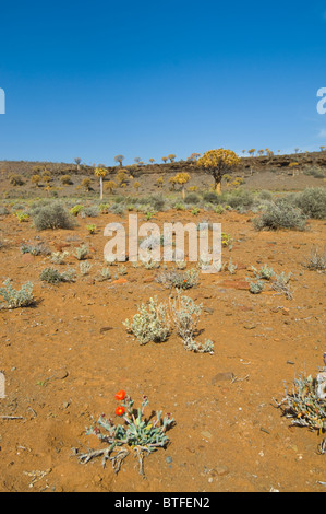 Quiver Tree Forest Le Namaqualand Northern Cape Afrique du Sud Banque D'Images