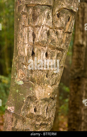 Arbre de santal de trous. Les orifices sont percés pour sap peut s'écouler. Le sap est mélangée avec de l'huile pour faire le parfum. Banque D'Images