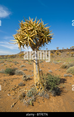 Quiver Tree Forest Le Namaqualand Northern Cape Afrique du Sud Banque D'Images