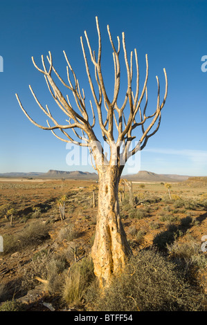 Quiver Tree Forest Le Namaqualand Northern Cape Afrique du Sud Banque D'Images