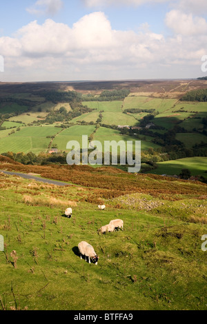 Des moutons paissant à Rosedale dans le North York Moors National Park North Yorkshire UK Banque D'Images