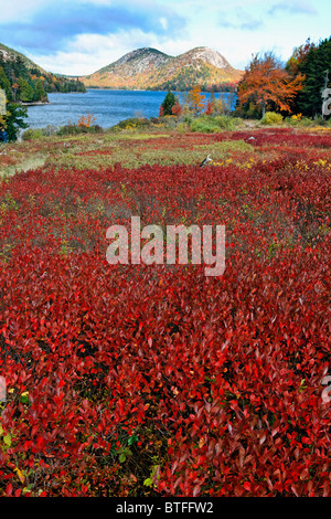 Arbustes de fruits rouges, la Jordanie et l'étang de montagne bulle, l'Acadie Nat'l Park, Maine Banque D'Images