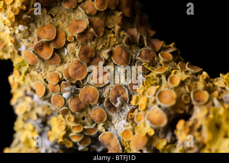 Champignon sur l'arbre dans la nature Banque D'Images