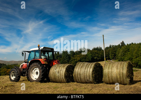 Alignant les balles rondes d'ensilage pour l'emballage. Banque D'Images