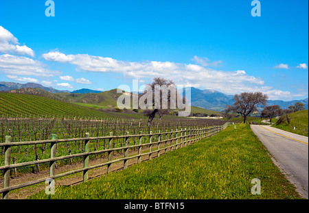 Vignoble, Santa Cruz Mountains, en Californie Banque D'Images