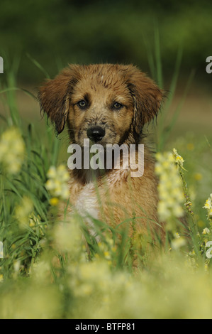 Waeller (Canis lupus familiaris). Chiot assis dans une prairie en fleurs. Banque D'Images
