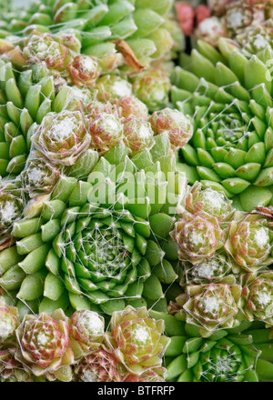 Houseleek Sempervivum arachnoideum, Cobweb Banque D'Images
