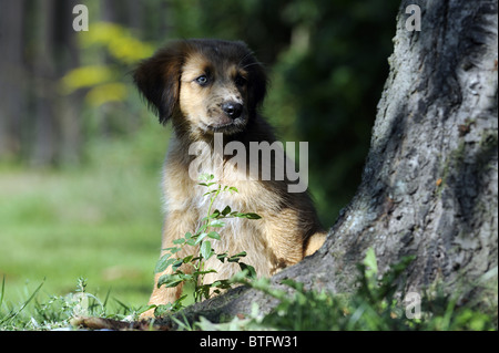 Waeller (Canis lupus familiaris). Chiot assis près d'un tronc d'arbre. Banque D'Images