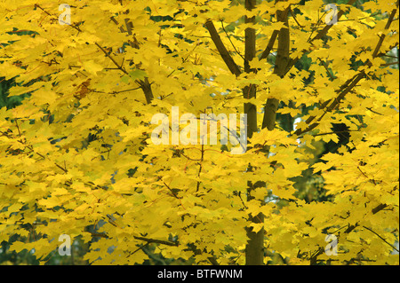 Jaune feuilles d'érable à l'automne en automne Acer platanoides Banque D'Images