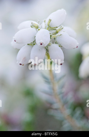 White Heather. Erica tetralix 'Alba' Morris Banque D'Images