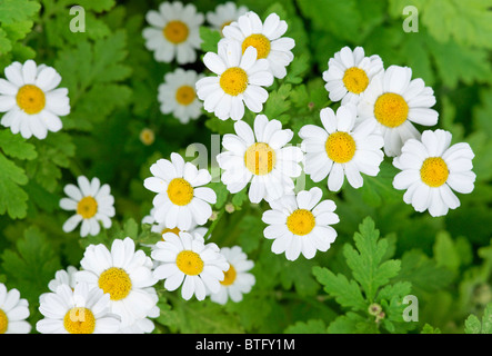 Grande camomille. Chrysanthemum parthenium. Banque D'Images