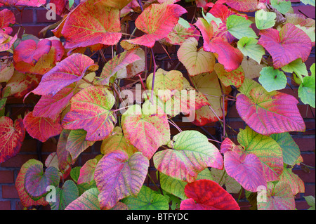 Crimson Glory Vine Gloryvine feuilles multicolores en automne Vitis Coignetiae Banque D'Images