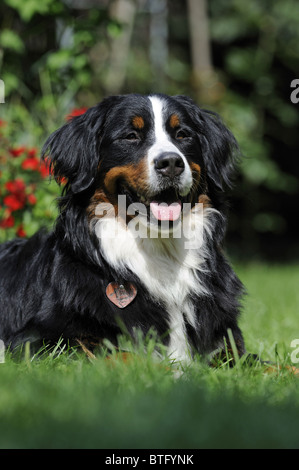 Bernois (Canis lupus familiaris). Mâle adulte allongé sur une pelouse, portrait. Banque D'Images