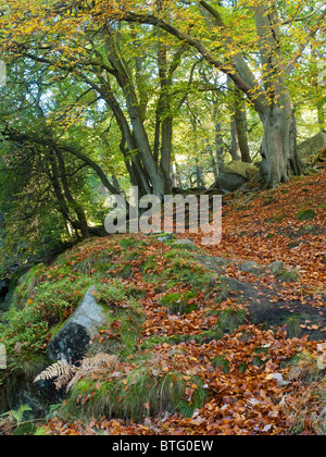 Padley Gorge en automne, Derbyshire Peak District England UK Banque D'Images