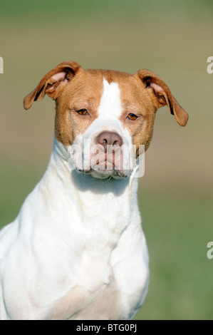 Bull-terrier américain de mine (Canis lupus familiaris), portrait. Banque D'Images