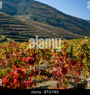 Le Portugal, l'Alto Douro, vignoble dans la vallée de Douro, près de Regua. Le district de Vin de Porto. Banque D'Images