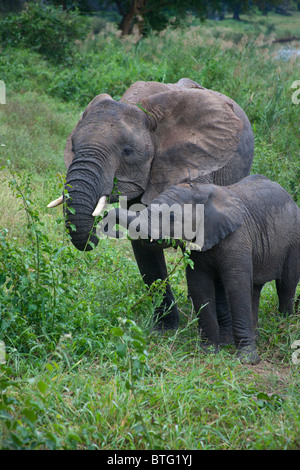 Mère et bébé éléphant mangeant feuillage sur les rives de la rivière Oliphant Banque D'Images