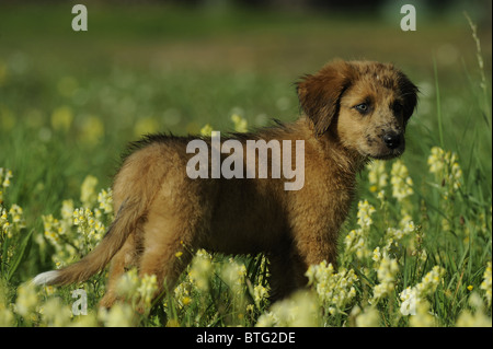 Waeller (Canis lupus familiaris). Chiot debout dans une prairie en fleurs. Banque D'Images