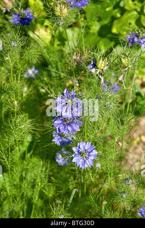 Ce vertical image est bleu l'amour dans une brume de fleurs en fleurs, le nom latin est Nigella damascena. Belle fleur annuelle, Banque D'Images