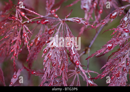 Acer palmatum var. dissectum atropurpureum. L'érable japonais avec des gouttes de pluie. Banque D'Images