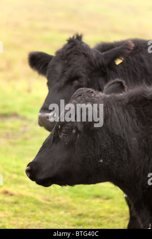 Aberdeen Angus Cattle close up of head Banque D'Images