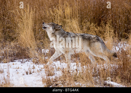 Loup gris sauvages Howling- photo d'un véritablement sauvage (non-captifs) Wolf de l'Agate Creek Pack à Phantom Lake Yellowstone Parc Nat Banque D'Images