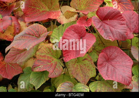 Crimson Glory Vine Gloryvine feuilles multicolores en automne Vitis Coignetiae Banque D'Images