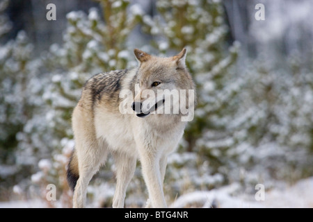 Loup gris sauvages- un véritablement sauvage (non-captifs) wolf- photo de femelle alpha Pack Canyon Banque D'Images