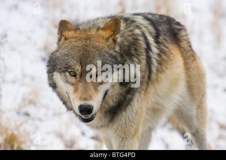 Loup gris sauvages- un véritablement sauvage (non-captifs) wolf photo Banque D'Images