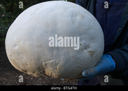 Un nombre inhabituellement grand calvatia gigantea aussi connu comme un gigantesque champignon vesse-de. Banque D'Images