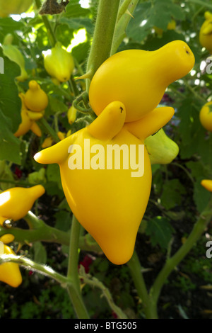 L'unique et étrange fruit de la Solanum mammosum également connu sous le nom de ' ' du pis des vaches ou 'Nipple fruit' Banque D'Images