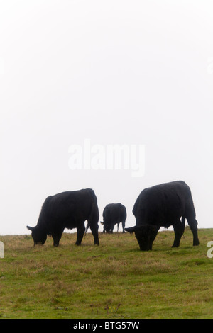 Aberdeen Angus le pâturage sur colline dans la pluie Banque D'Images