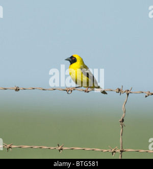 Le sud de Masked Weaver Ploceus velatus Afrique du Sud Banque D'Images