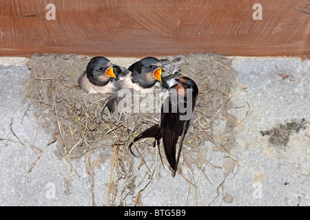 Des profils Swallow Hirundo rustica nourrissant ses jeunes au nid United Kingdom Banque D'Images