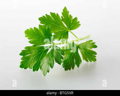Top Shot de persil plat feuilles feuille d'herbe sur un fond blanc pour découper Banque D'Images