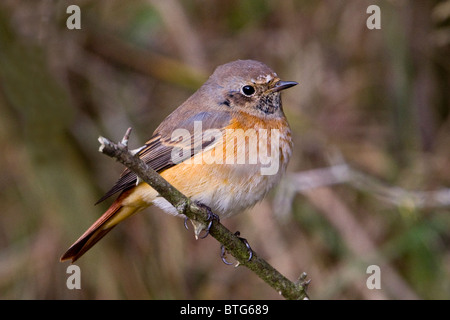 Paruline flamboyante, homme assis on twig Banque D'Images